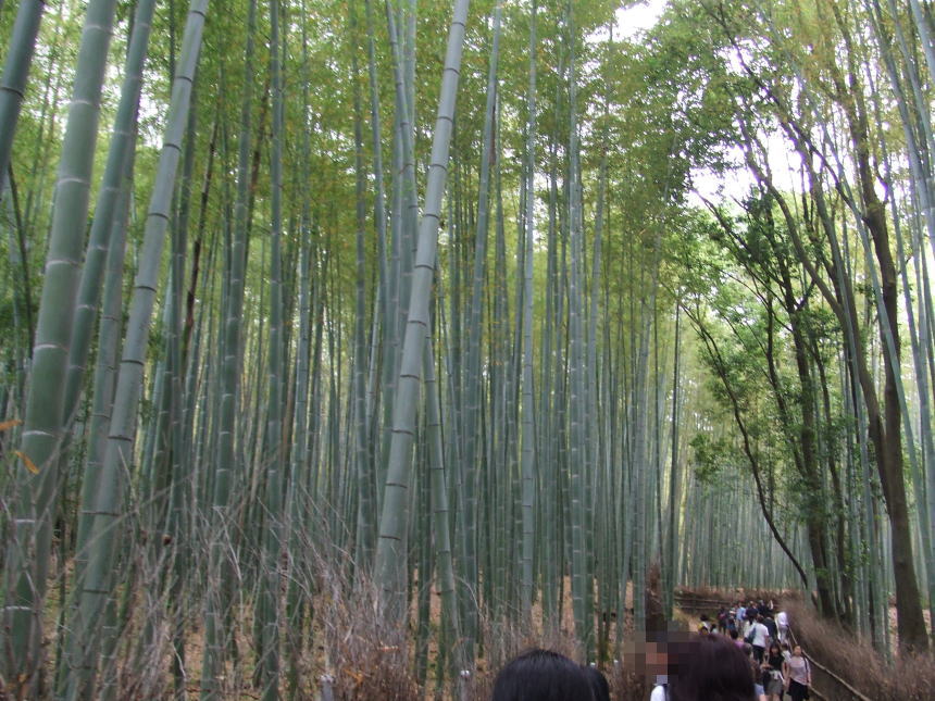 天龍寺裏側の竹林