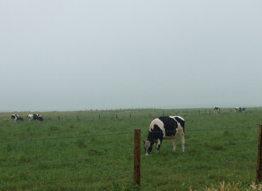 雨の中でも牛は草を食む