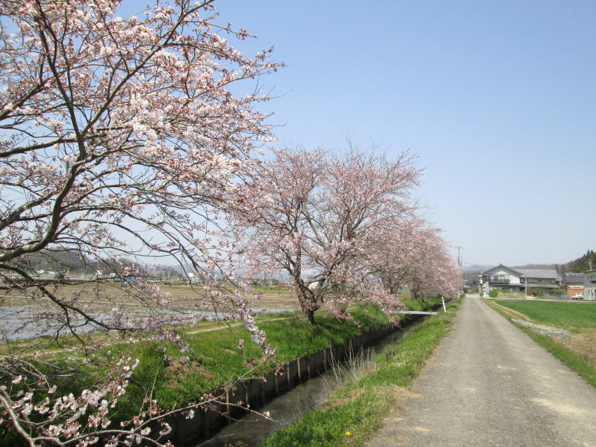 帰路で通った桜並木