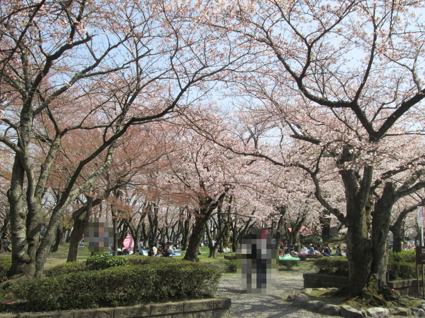 豊公園の桜