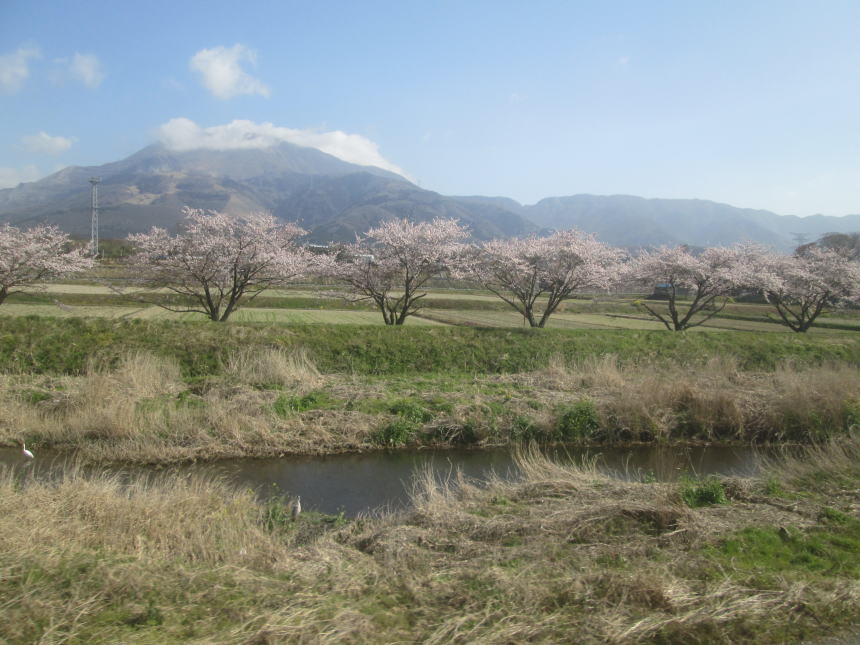 沿線の桜並木