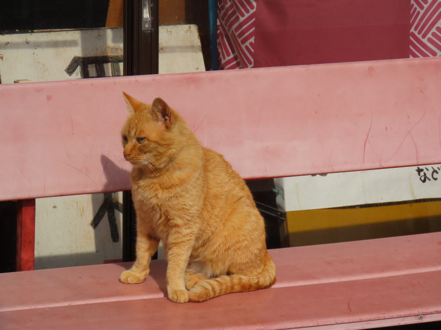 駐車場近くにいた猫