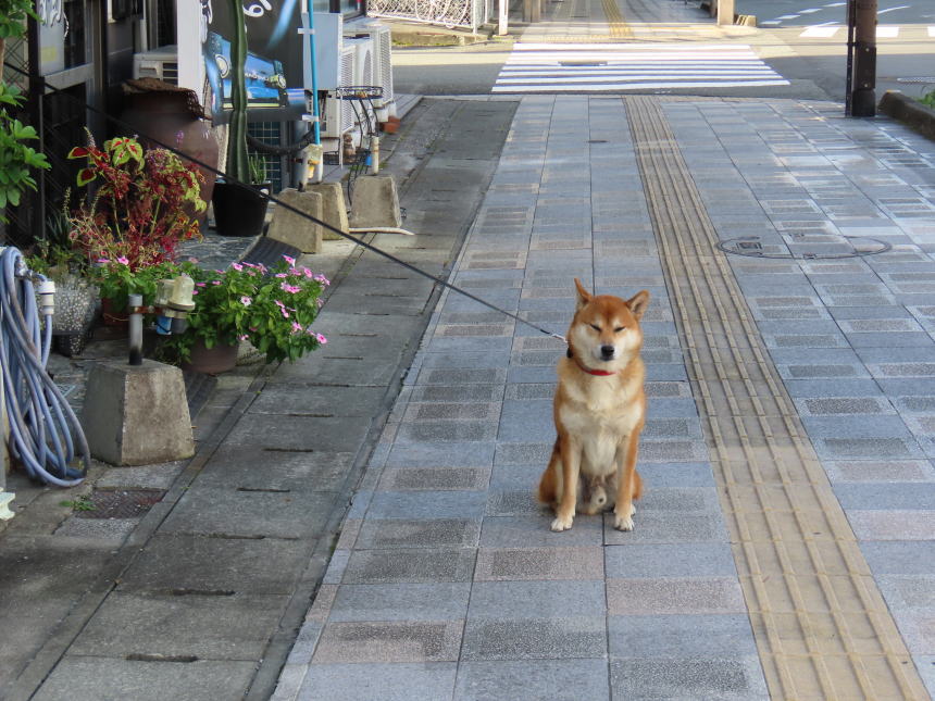 歩道の番犬